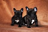 BOULEDOGUE FRANCAIS 781